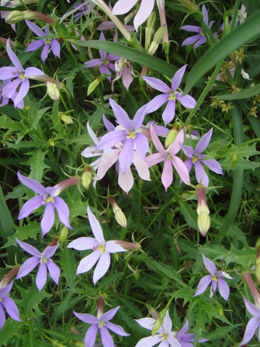 Laurentia axillaris 'Avant-garde bleu